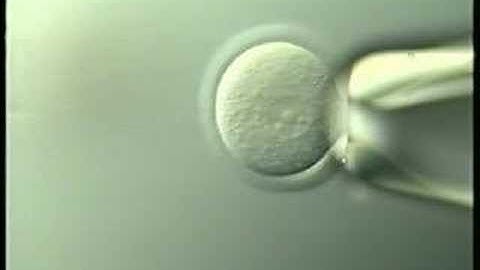 Pronucleus microinjection