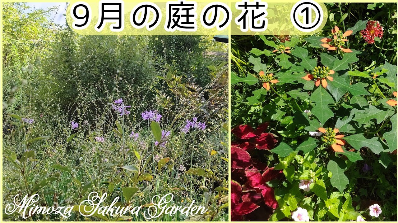 9月の庭の花 春の種まき花が咲きだした 黄金葉カレックス Youtube