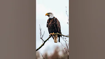 WILD Eagle Captured by Wildlife Photographer