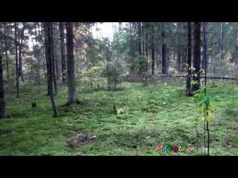 Грибы рядовки дымчато-серые. Как распознать.