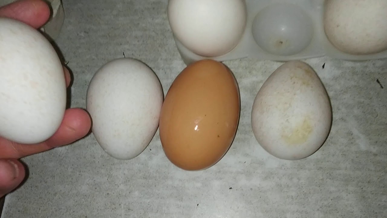 Купить яйца кур на авито. Ливенские ситцевые куры яйца. Яйцо Ливенской ситцевой. Яйца породы кур ситцевая. Ливенская ситцевая порода яйца.