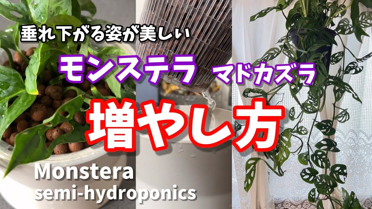 How to propagate Monstera (Madokazura) Monstera #houseplants