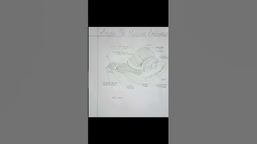 museum specimen: Helix (mollusca) #bsc #zoology #sem1 #practical #invertebrate #1styear