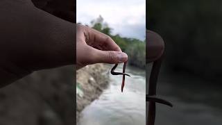 Survival skill: water purification in the wild💦 #camping #survival #outdoors #bushcraft