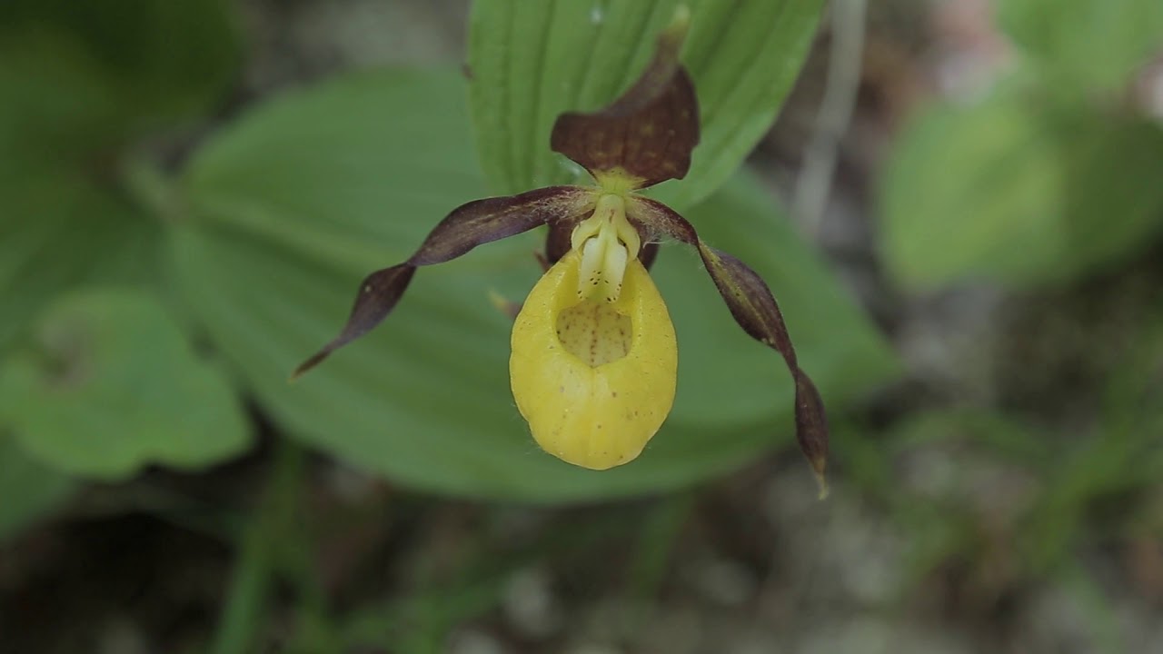 Parco Nazionale d'Abruzzo, Lazio e Molise