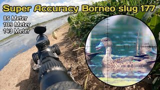 GILA❗️BERBURU BELIBIS SANGAT MUDAH DAPAT POIN. BORNEO SLUG