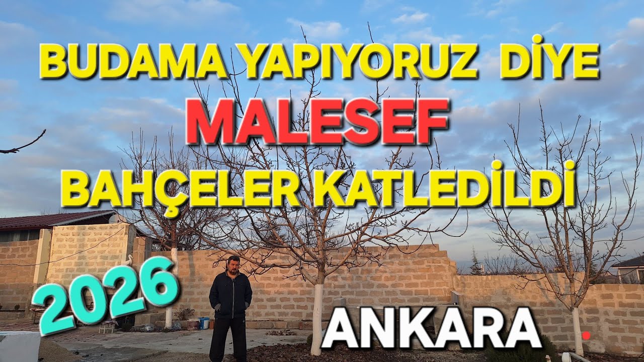 CEVİZ ÜRETİCİSİNİN EN BÜYÜK ZARARI.YANLIŞ BUDAMA İLE GİDEN SERVET