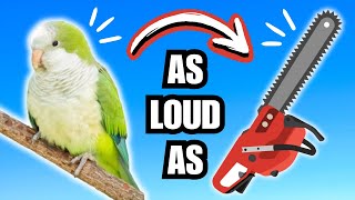 HOW LOUD ARE PARROTS   noisiest type revealed! | BirdNerdSophie