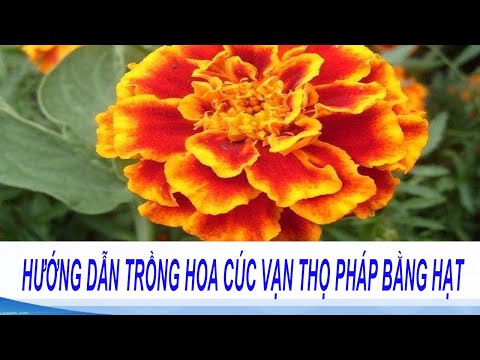 Video: Clarkia Duyên Dáng (43 ảnh): Trồng Cúc Vạn Thọ 