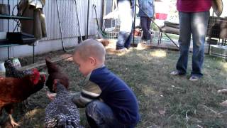 William feeding the hungry chickens