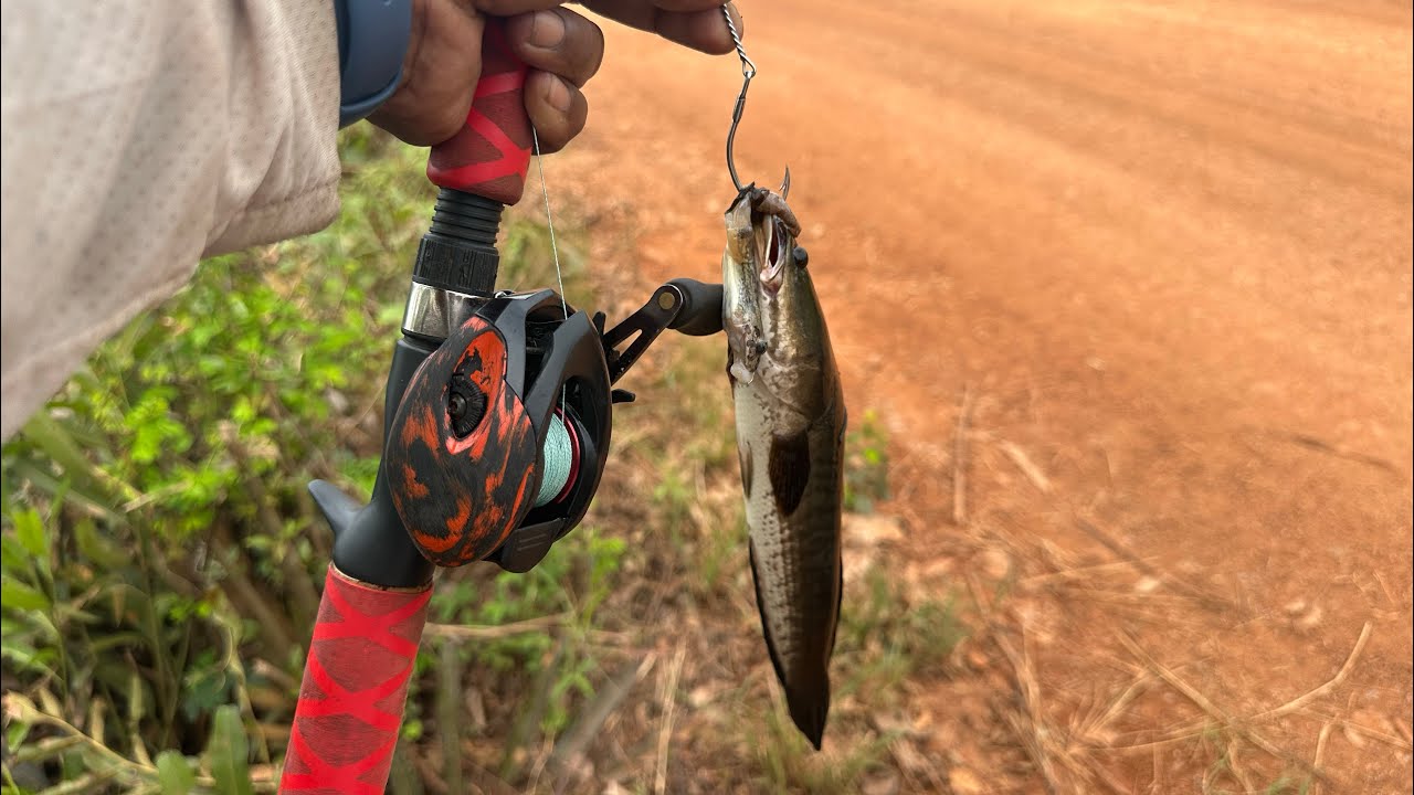 តោះៗលេងកូនត្រីតាមប្រឡាយ #hongfishingdaily #bassfishing #sportfishing #shimano #kampotfishibg