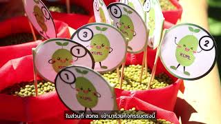 Download Lagu ถั่วเขียว KUML พืชเศรษฐกิจใหม่ สร้างรายได้ให้เกษตรกร MP3