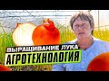 Выращивание лука. Агротехника