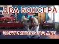 Бадмаев Виктор-Цыренов Амгалан Финал 60кг АРБ