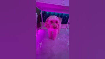 very cute dog video😘😘😘｜Australian Labradoodle  part43 #Shorts