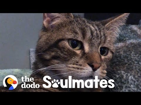 Vidéo: Étude: Votre chat pense que vous êtes spécial!