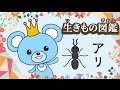 生きもの図鑑　【アリ】