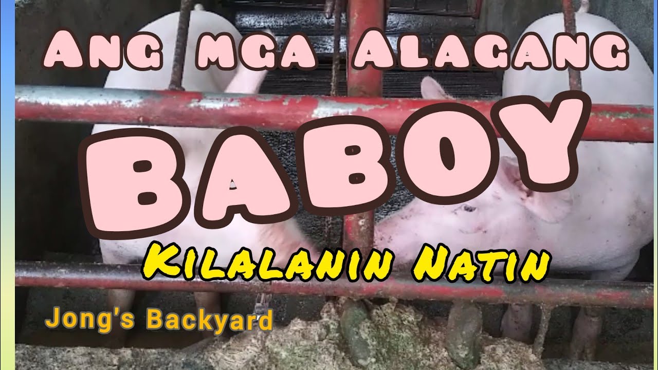 Kilalanin ang mga Alagang Baboy sa Backyard - YouTube