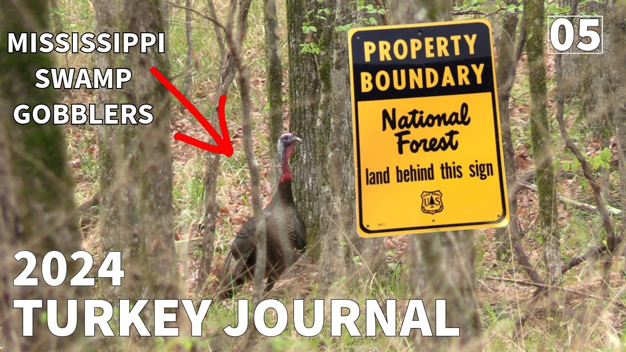 National Forest Turkey Hunt | MISSISSIPPI | TURKEY HUNTING