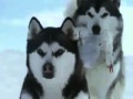 The companionship of sled dog