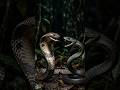 King Cobra vs. Black Mamba: Who Is the Real King? #Wildlife #snakefacts  #KingCobra #BlackMamba