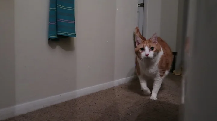 Happy Cat Greets Me With A Meow