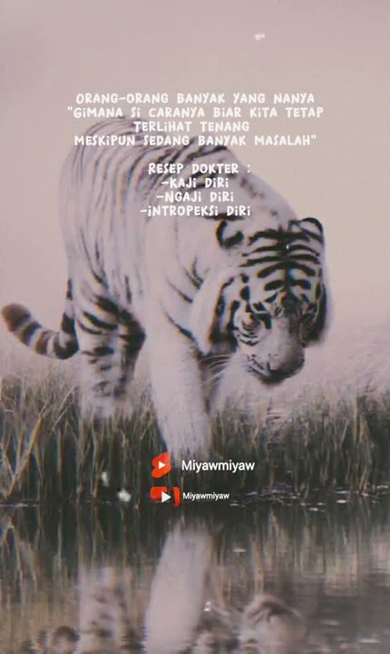 Story wa macan putih l Yang ingin tenang saja #shorts #status #attitudestatus  #katakatabijak
