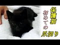 【保護猫・子猫】上手に爪切りできましたー！【保護4日目】