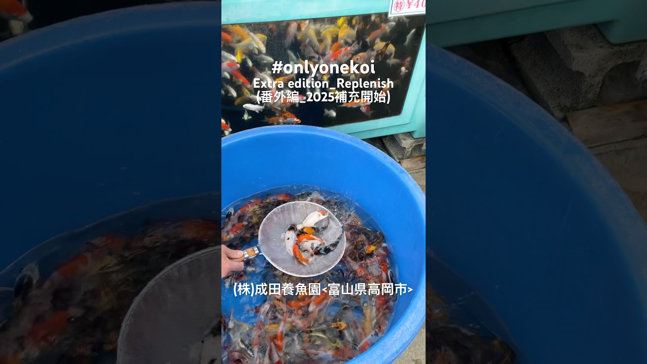 2025シーズンの補充開始です。この動画より実際の販売水槽を見て