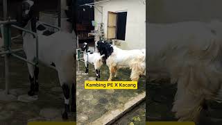 Persilangan Kambing etawa x kambing kacang #belajarternakkambing #kambing #kambingetawa #trending