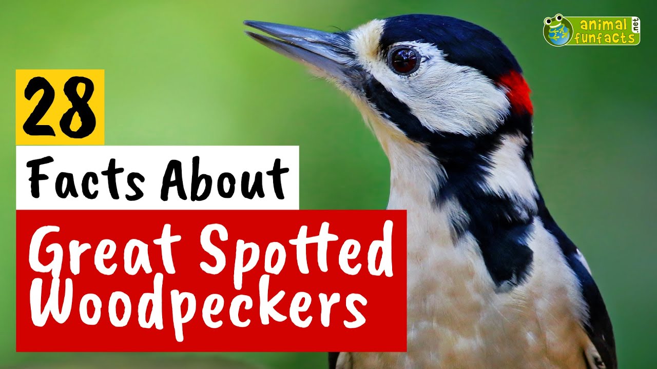 28 Facts About Great Spotted Woodpeckers Learn All About Animals