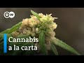 Objetivo: mejorar la genética del cannabis | DW Visión futuro