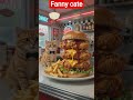 Who asked for no pickles? #thatlittlepuff #recipe #cooking #food #burger #catsoftiktok Cat video #sh