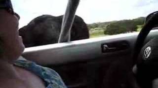 Ostriches are no joke, man
