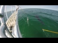 Atlantic white shark research report from the field 3