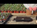 How to grow bedding plants from seed