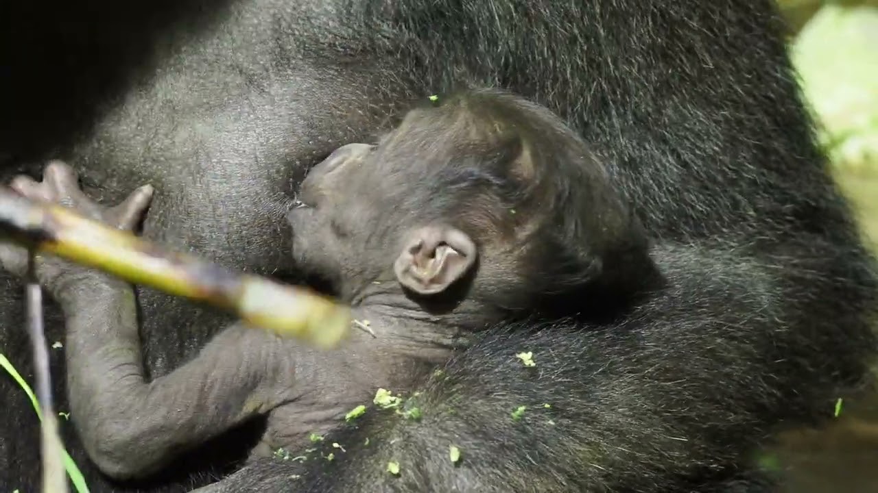 ゴリラ授乳20251216e