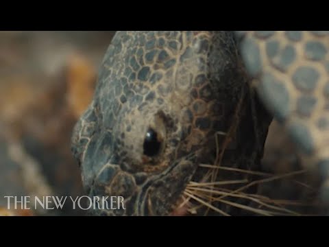 Wideo: Czy żółw pustynny jest zagrożony wyginięciem?