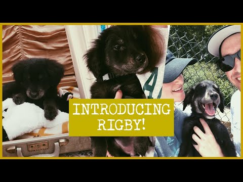 Meet Rigby! Picking him up & the first few days with him | Border collie, golden retriever mix SDIT