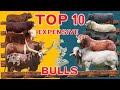 The worlds top 10 most expensive bulls ever sold at the auction