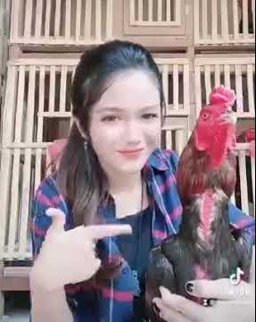story wa ayam aduan/cewek cantik Tiktok/jaga mata jaga hati👀#bangkok #birma #pakoy