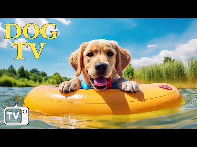 DOG TV: Best Entertain Videos for Anxious Dogs When Home Alone - 24 Hours of Soothing Music for dogs class=