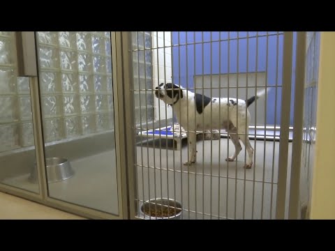 Video: L'evento Clear The Shelters Aiuta 90.000 Animali Domestici E Oltre Ad Essere Adottati