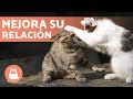 Mis gatos se BUFAN... ¿Cómo EVITAR que se PELEEN? 🐱🐱✅