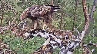 Spilve comes to the nest with a bird, she is followed by a grey shrike~9:02 am 2020/07/07