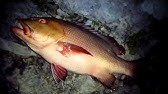 来月の対象魚 Youtube 来月の対象魚 Youtube