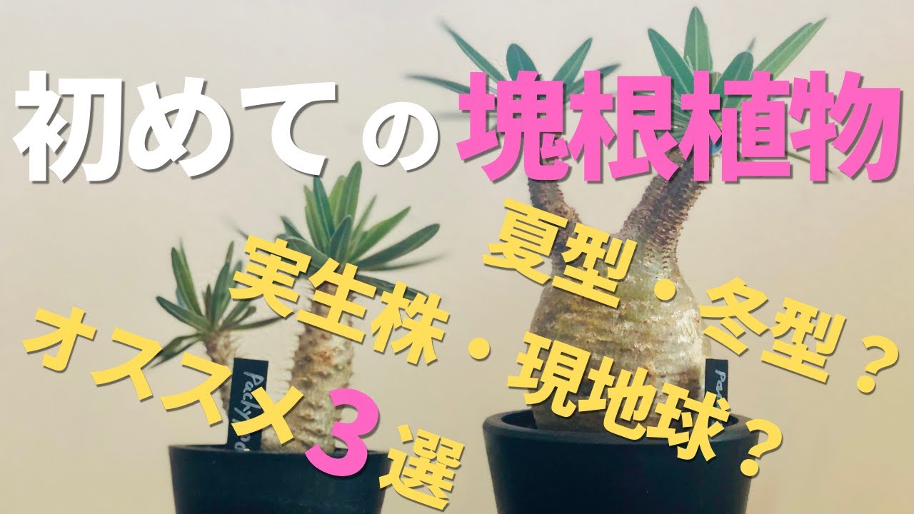 塊根植物の基本、魅力、初めて育てるならコレがオススメ [Caudex