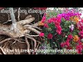 How to create Bougainvillea Bonsai |ಬೌಗನ್ವಿಲ್ಲ ಬೋನ್ಸಾಯ್ ಮಾಡುವುದು ಹೇಗೆ| बोगनविलिया बोनसाई कैसे बनाएं