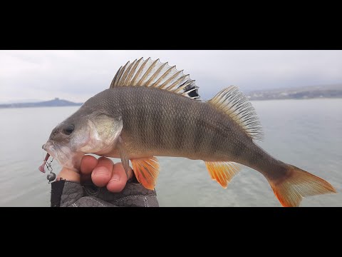 თ.ზ. ეპიზოდი  3