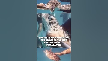 Tourists’ manhandling of endangered sea turtles sparks outrage in Malaysia